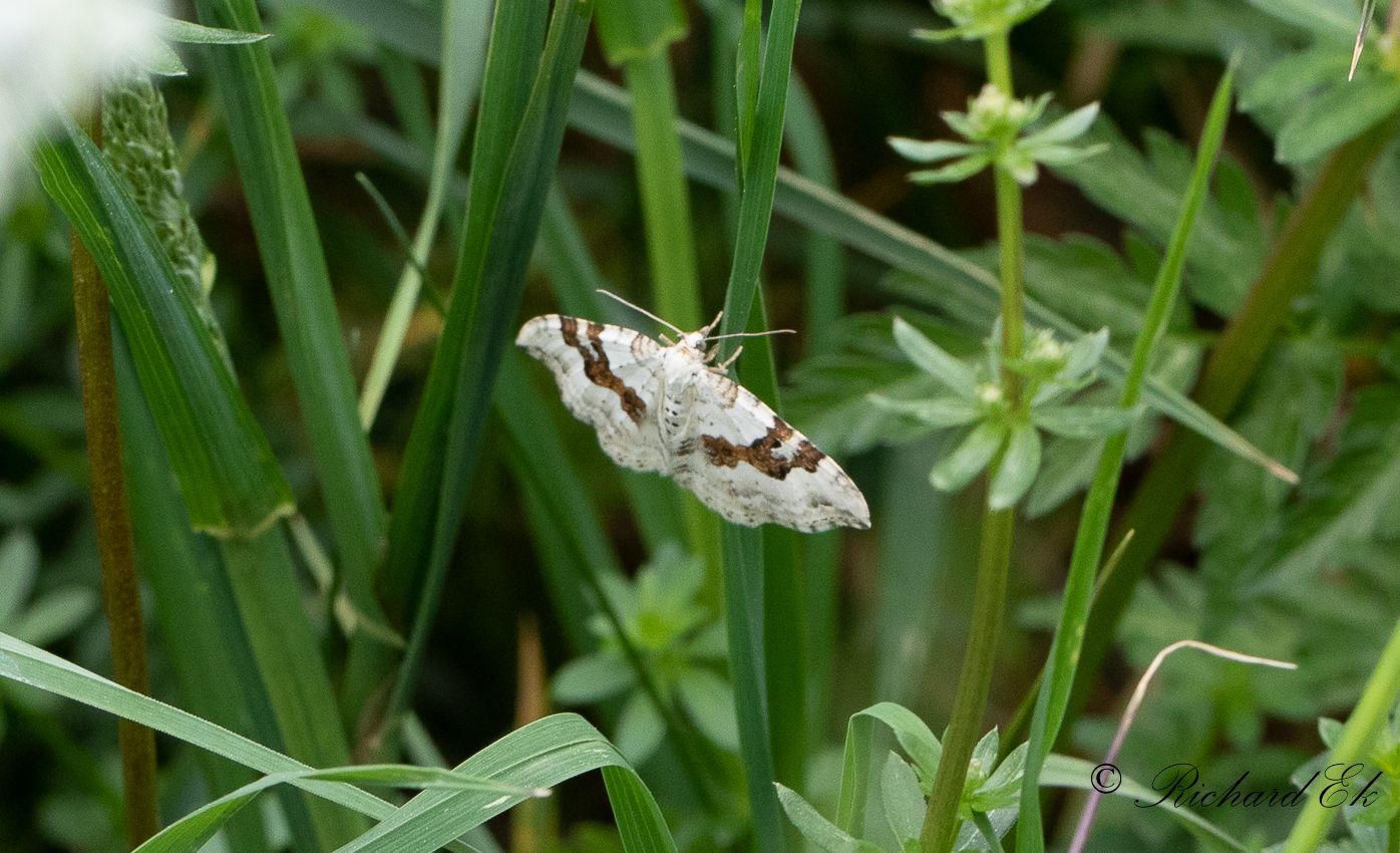 Backfltmtare - Silver-ground Carpet (Xanthorhoe montanata)