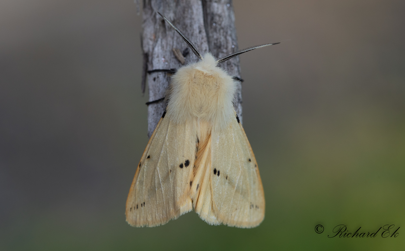 Gul tigerspinnare - Buff Ermine (Spilosoma luteum)