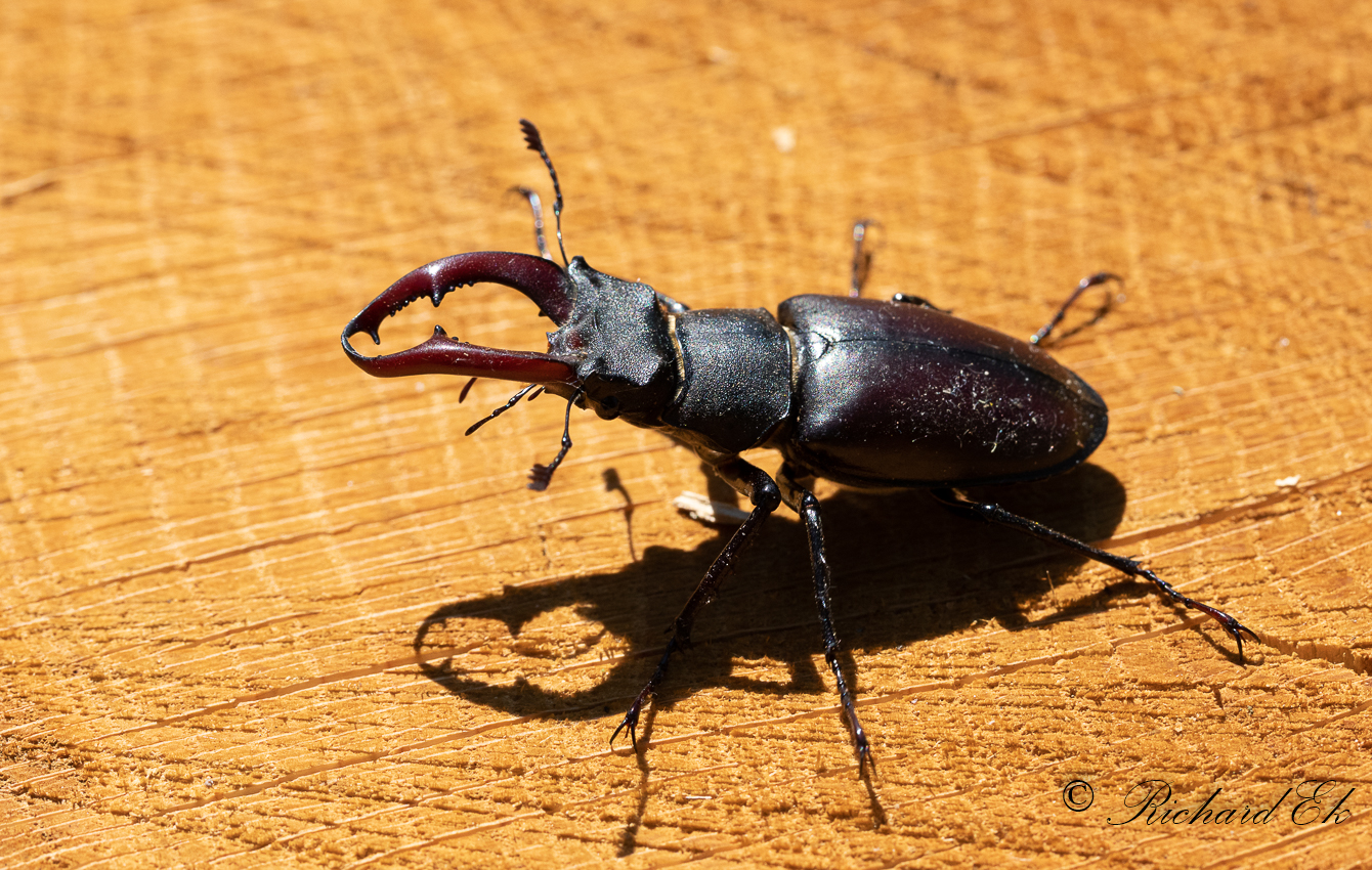 Ekoxe - Stag beetle (Lucanus cervus)