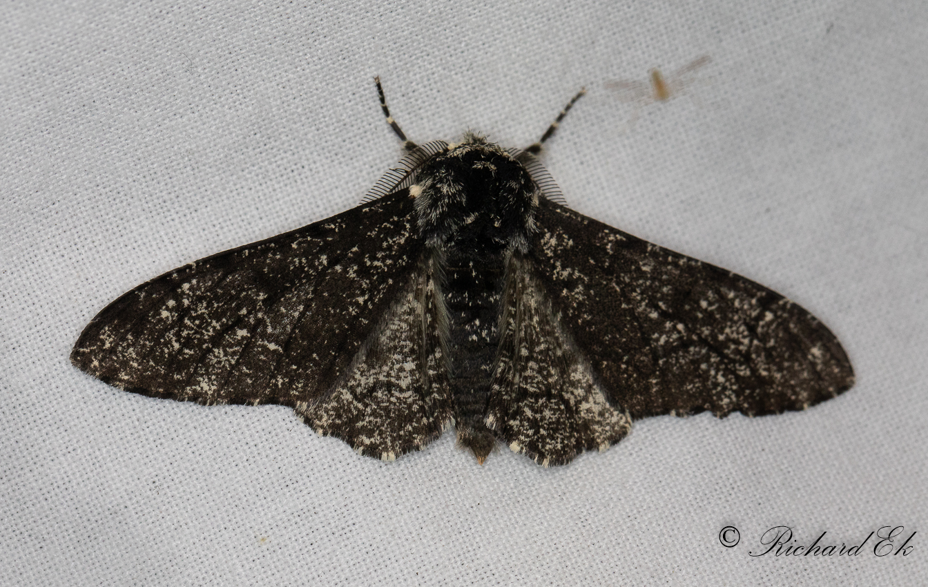 Bjrkmtare - Peppered Moth (Biston betularia)