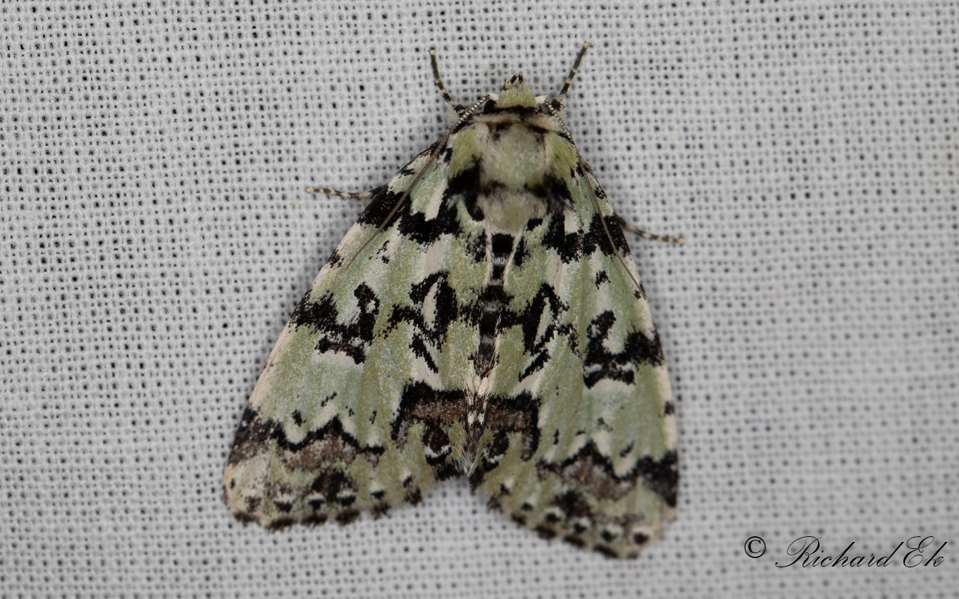 sfly - Scarce Merveille du Jour (Moma alpium)