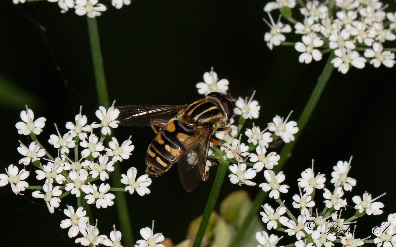 Pendelblomfluga - Brindled Hoverfly (Helophilus pendulus)