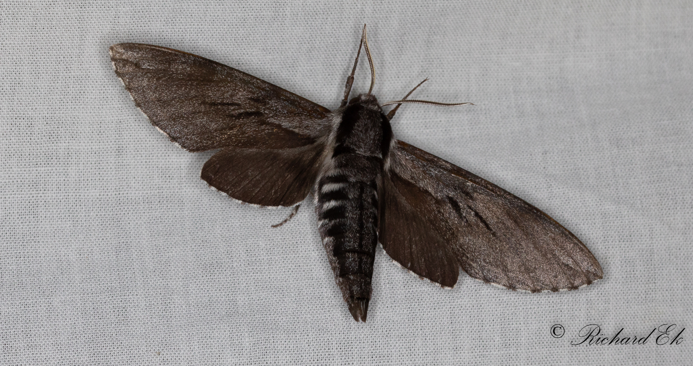 Tallsvrmare - Pine Hawk-moth (Sphinx pinastri)