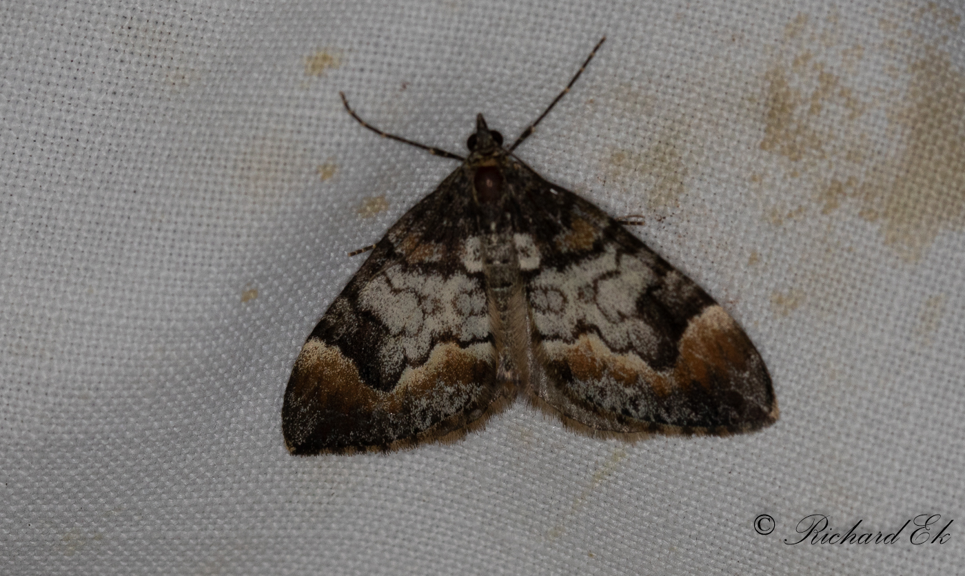 Bredbandad fltmtare - Siberian Carpet (Dysstroma latefasciata)