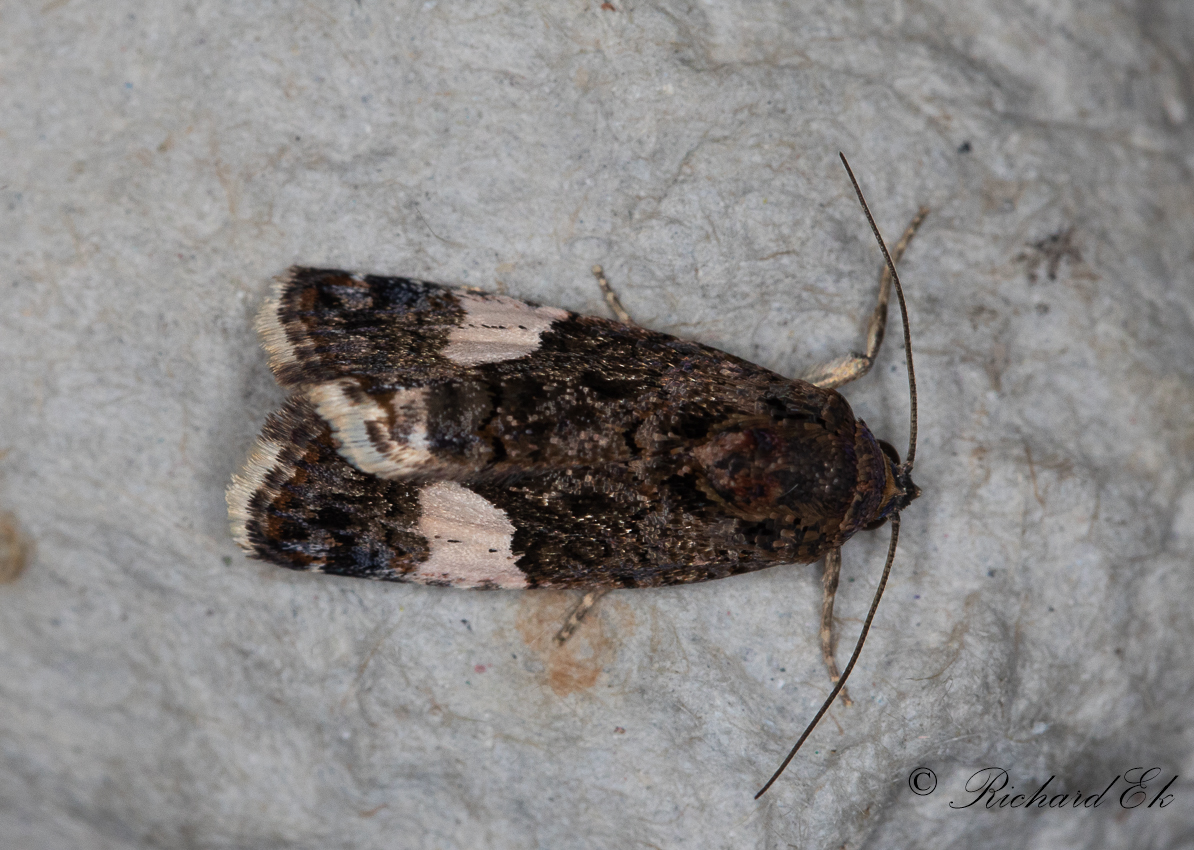 Kalkfly - Four-spotted moth (Tyta luctuosa)