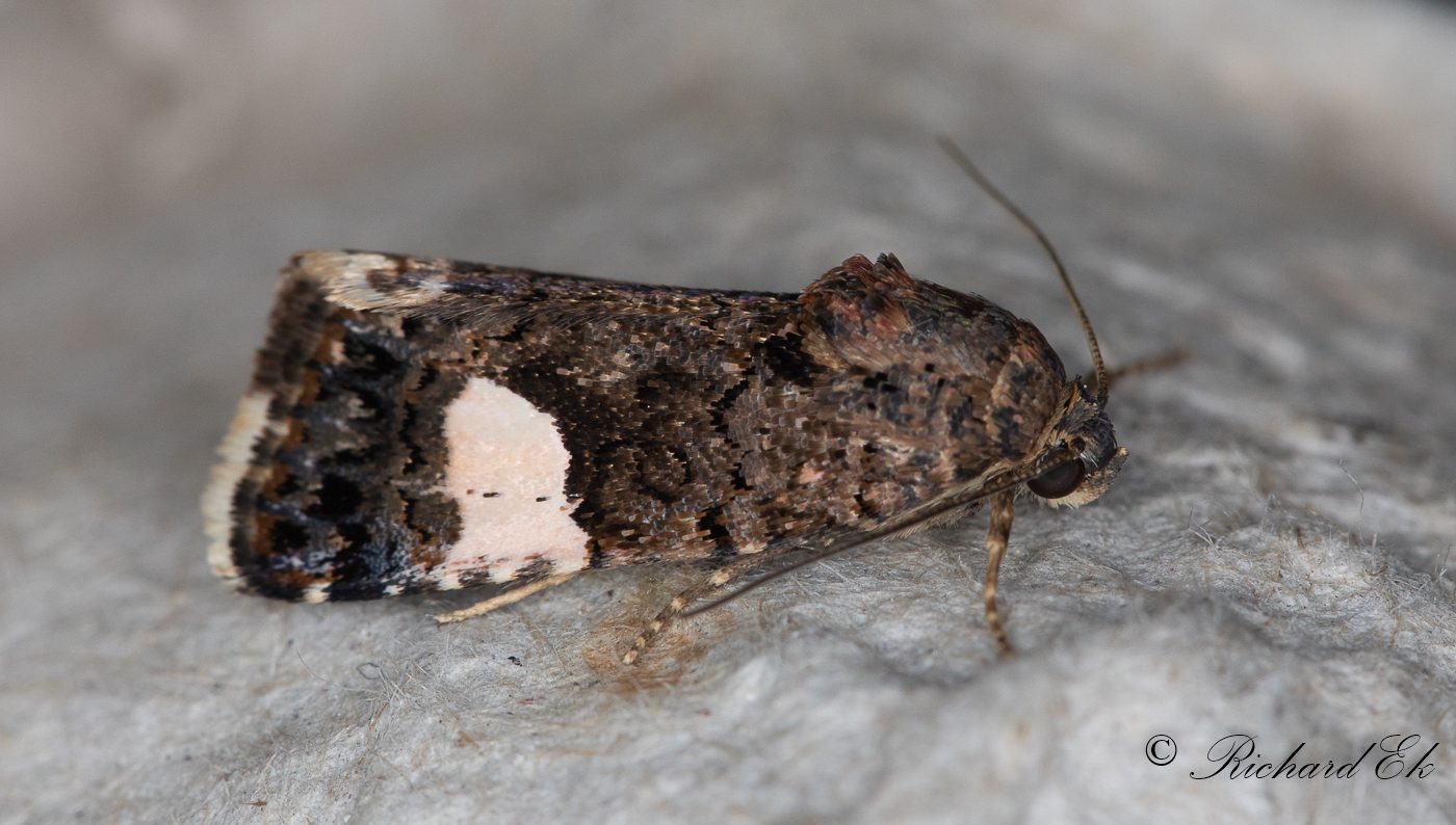 Kalkfly - Four-spotted moth (Tyta luctuosa)