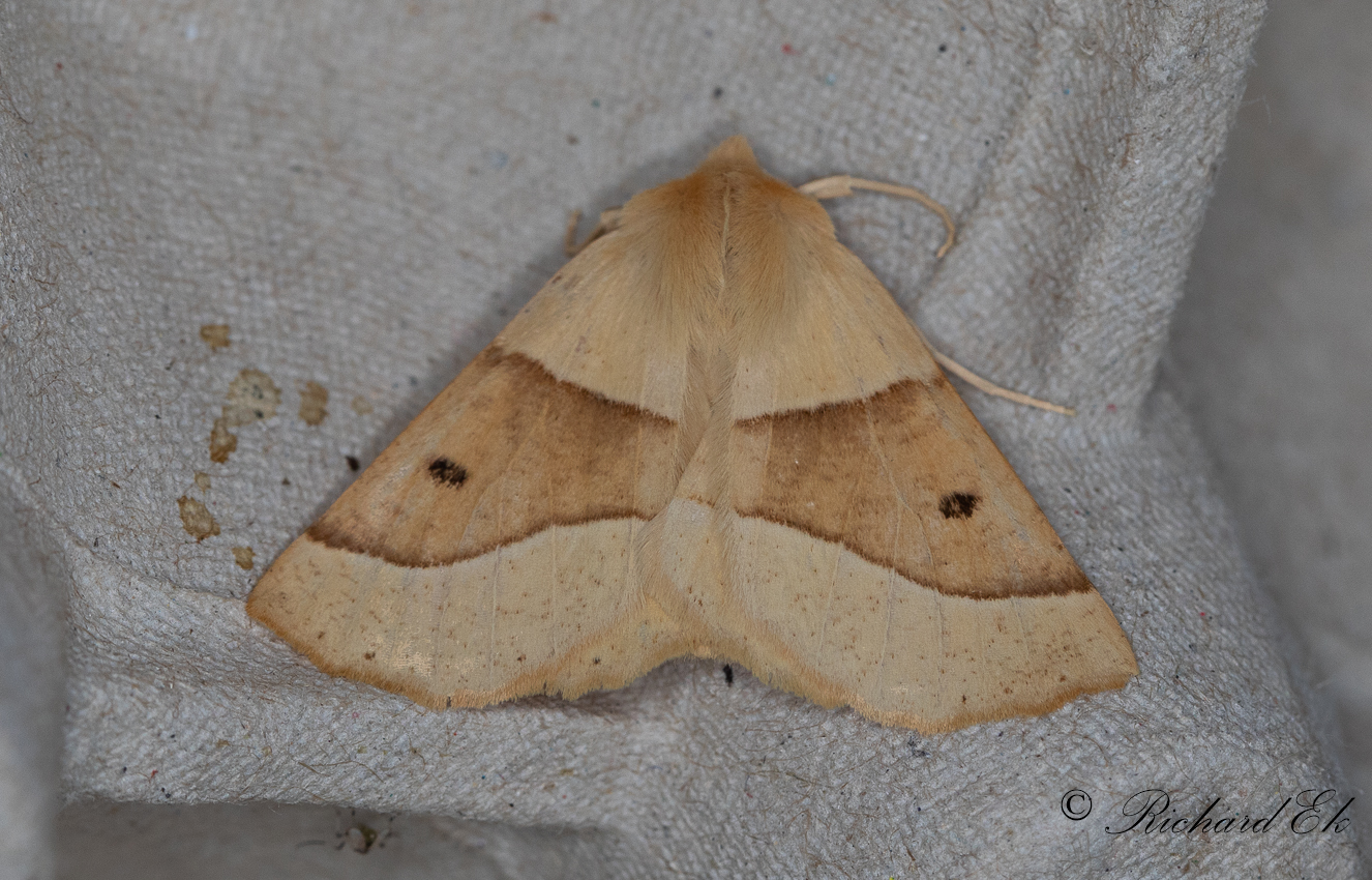 Rovmtare - Scalloped Oak (Crocallis elinguaria)