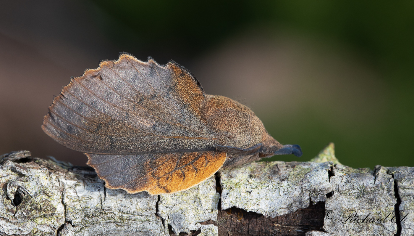 Rostfrgad bladspinnare - The Lappet (Gastropacha quercifolia)