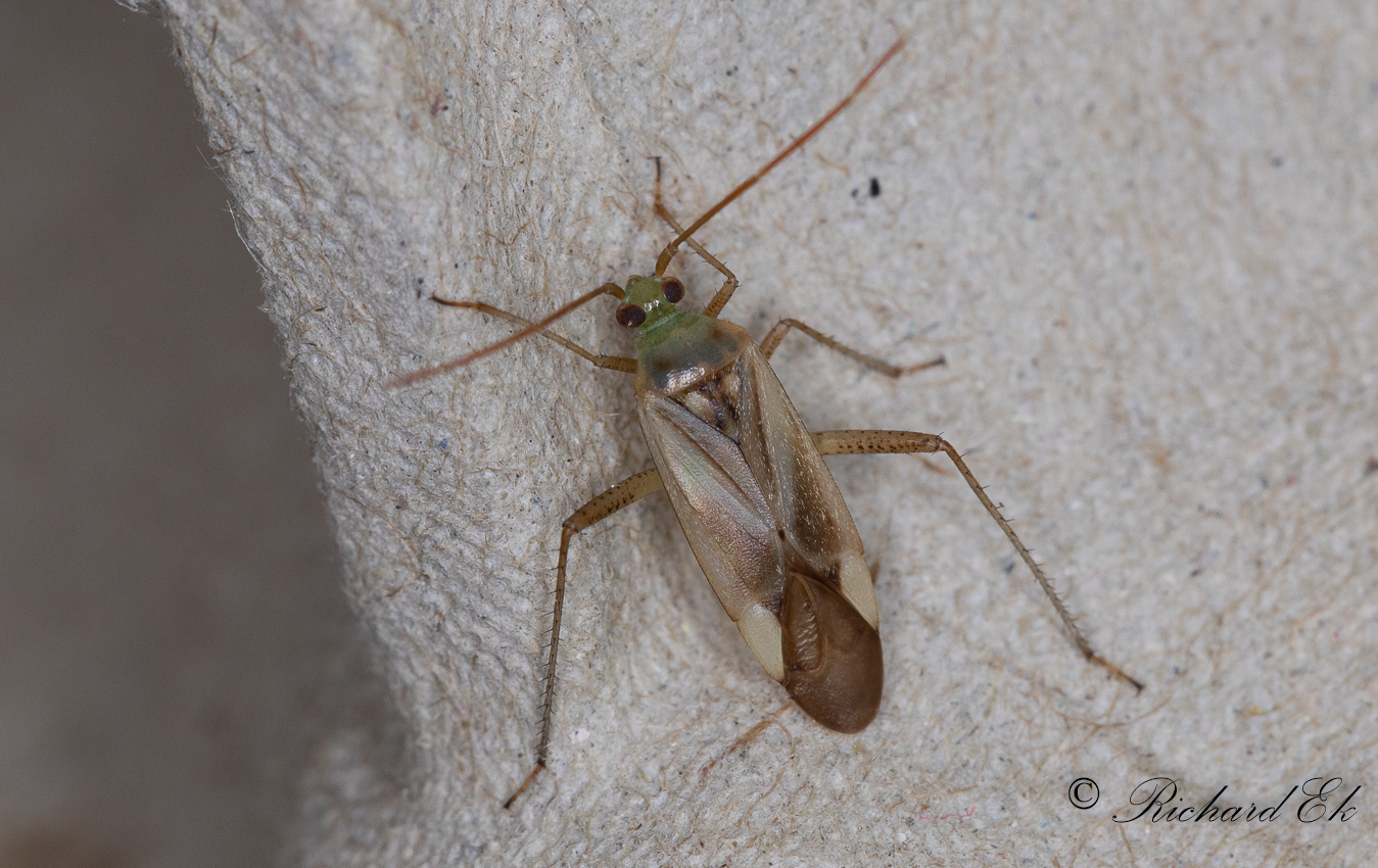 Oidentifierad Skinnbagge / Unidentified Shield bugs 