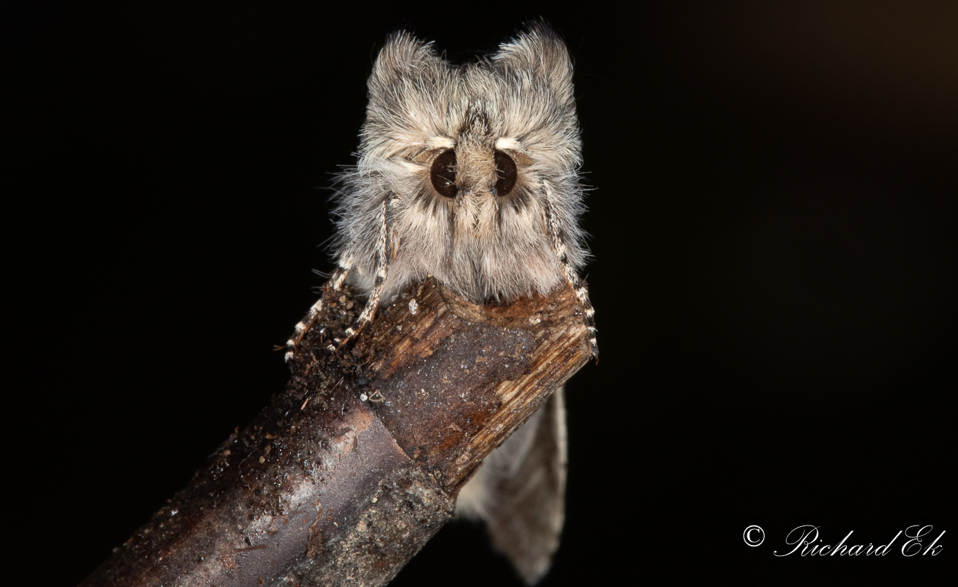 Bjrkgulhornspinnare - Yellow Horned (Achlya flavicornis)