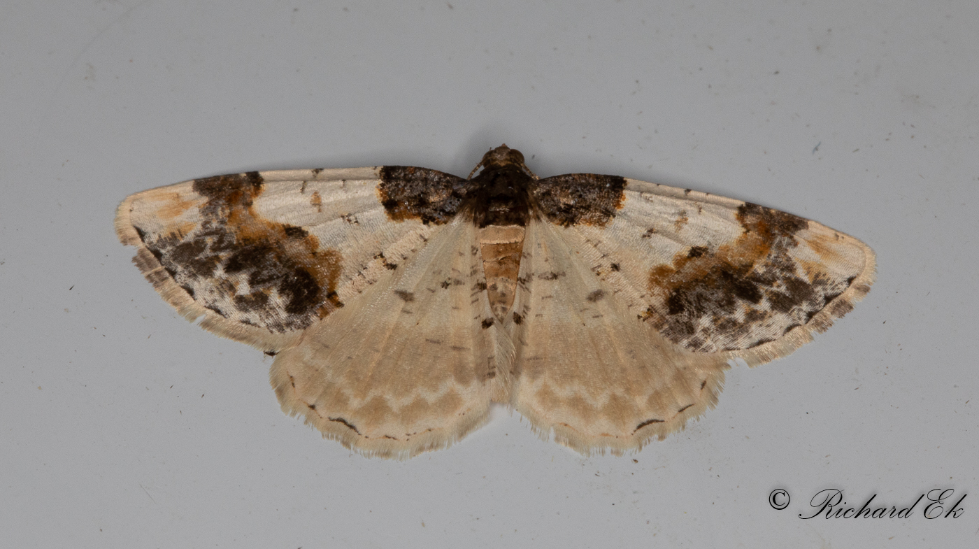 Benvedsmtare - Scorched Carpet (Ligdia adustata)