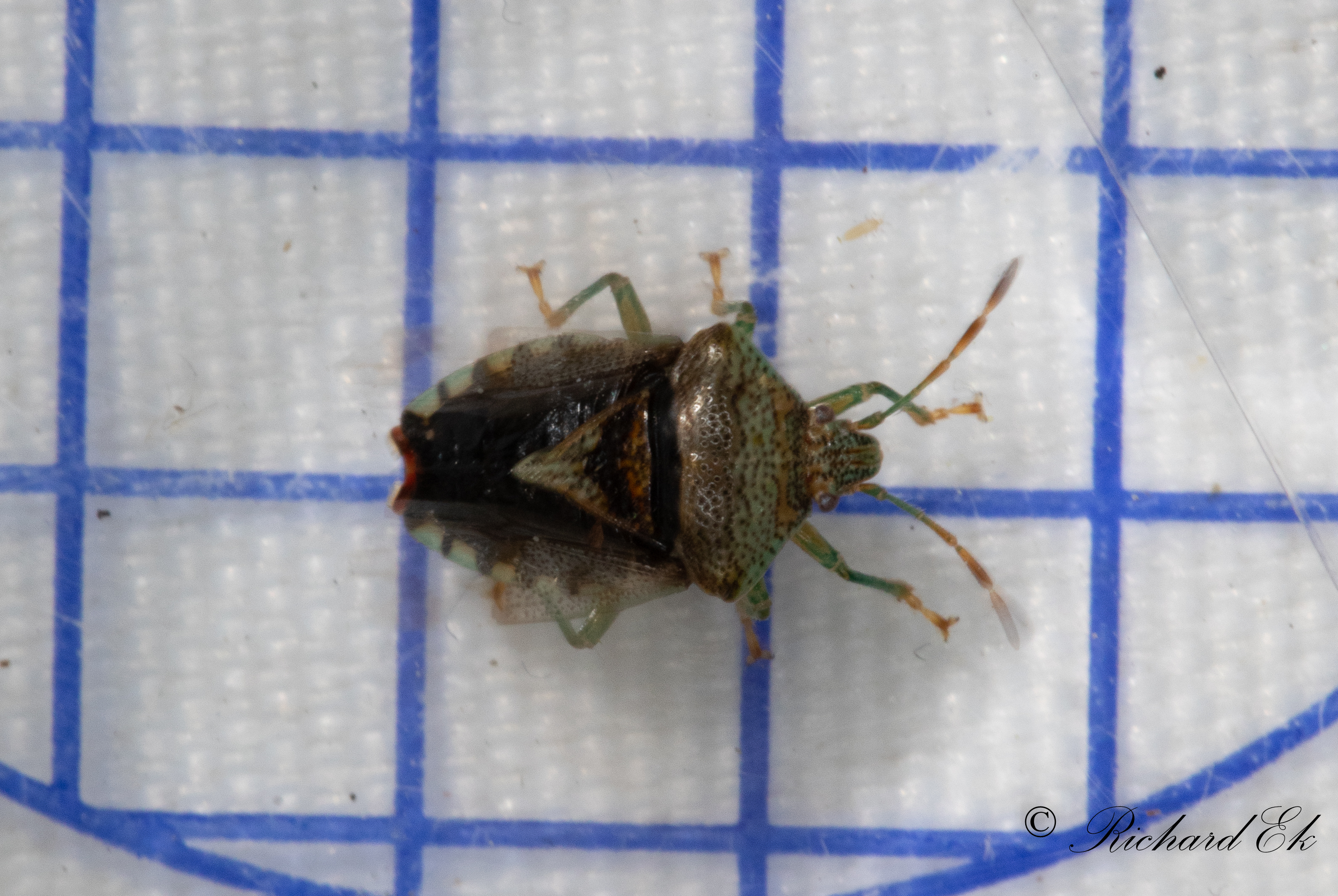 Mindre bjrkbrfis - Parent Bug (Elasmucha grisea)
