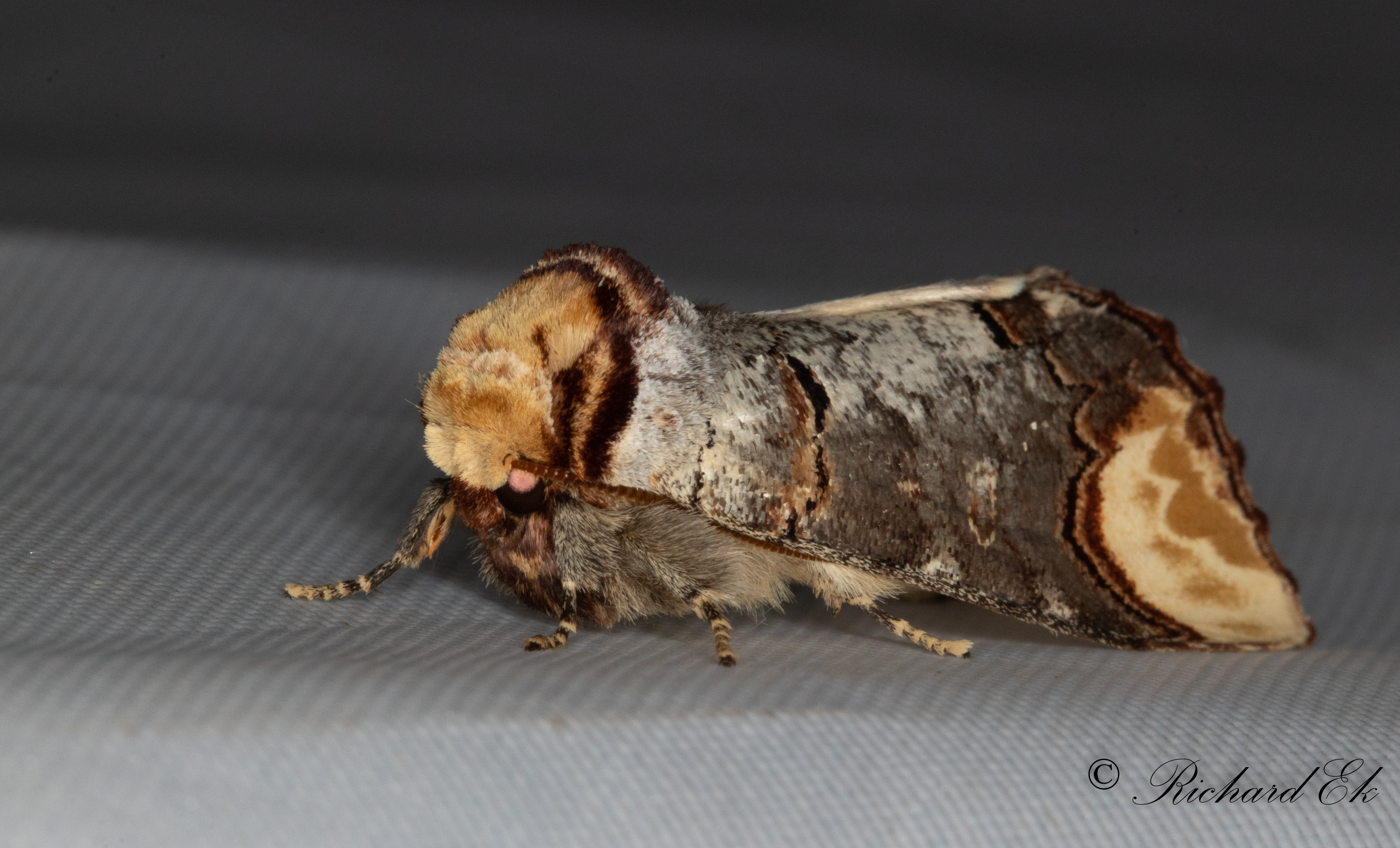 Oxhuvudspinnare - The Buff-tip (Phalera bucephala)