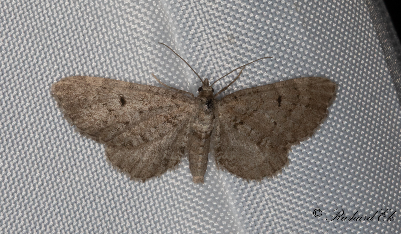 Gr enmalmtare - Freyers Pug (Eupithecia intricata)