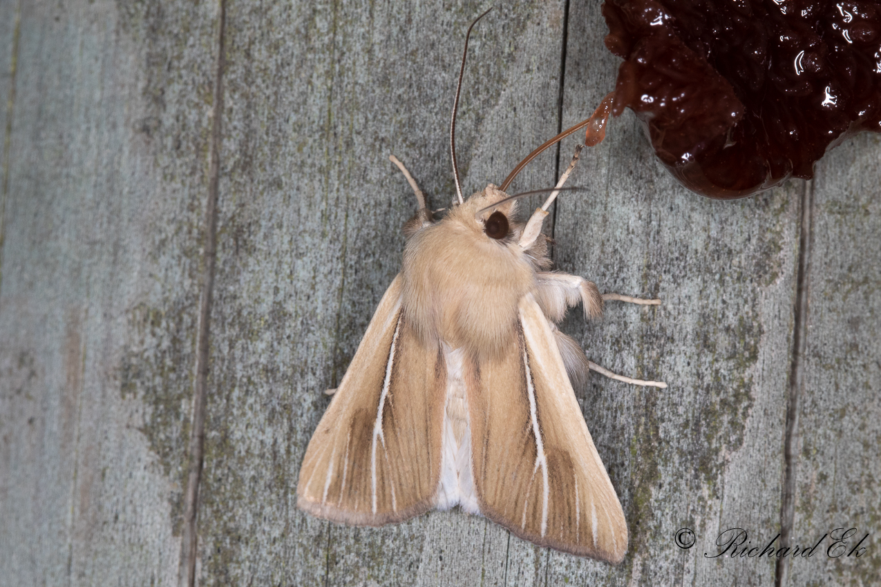 Vitstreckat grsfly (Mythimna litoralis)