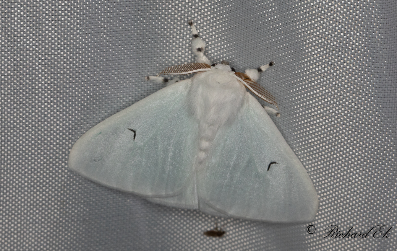 Vitvingespinnare - Black V Moth (Arctornis l-nigrum) 