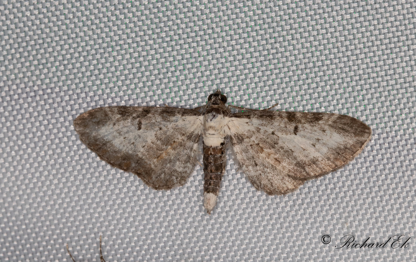 Grbomalmtare - Bordered Pug (Eupithecia succenturiata) 