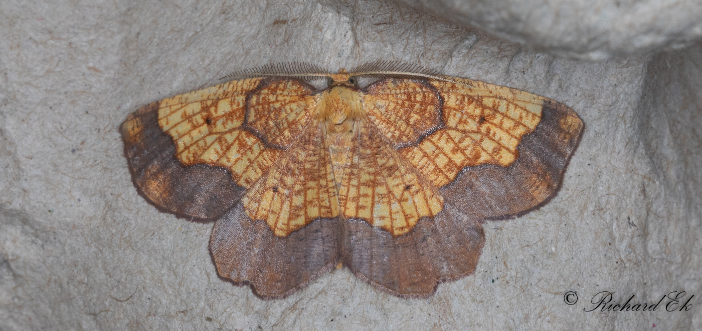 Tvrbandad spetsmtare - Dark Bordered Beauty (Epione vespertaria) 