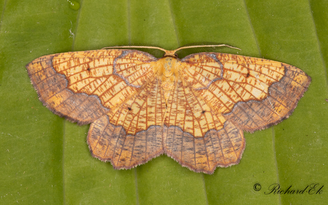 Tvrbandad spetsmtare - Dark Bordered Beauty (Epione vespertaria) 