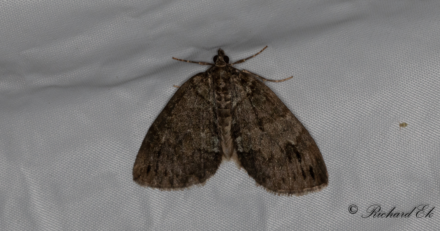 Gaffeltaggad fltmtare - May Highflyer (Hydriomena impluviata)