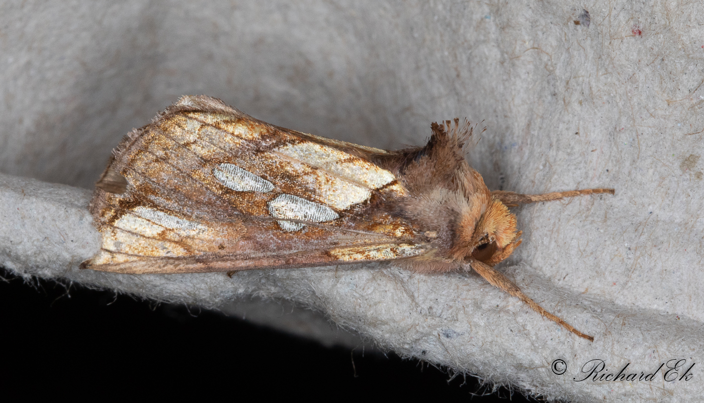 Gulbrunt metallfly - Gold Spot (Plusia festucae)