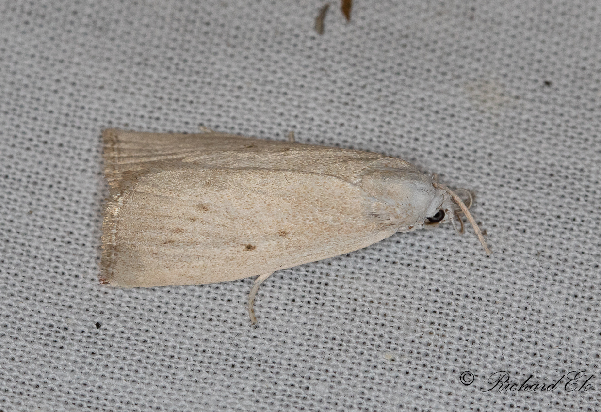 Kaveldunsmott (Calamotropha paludella)