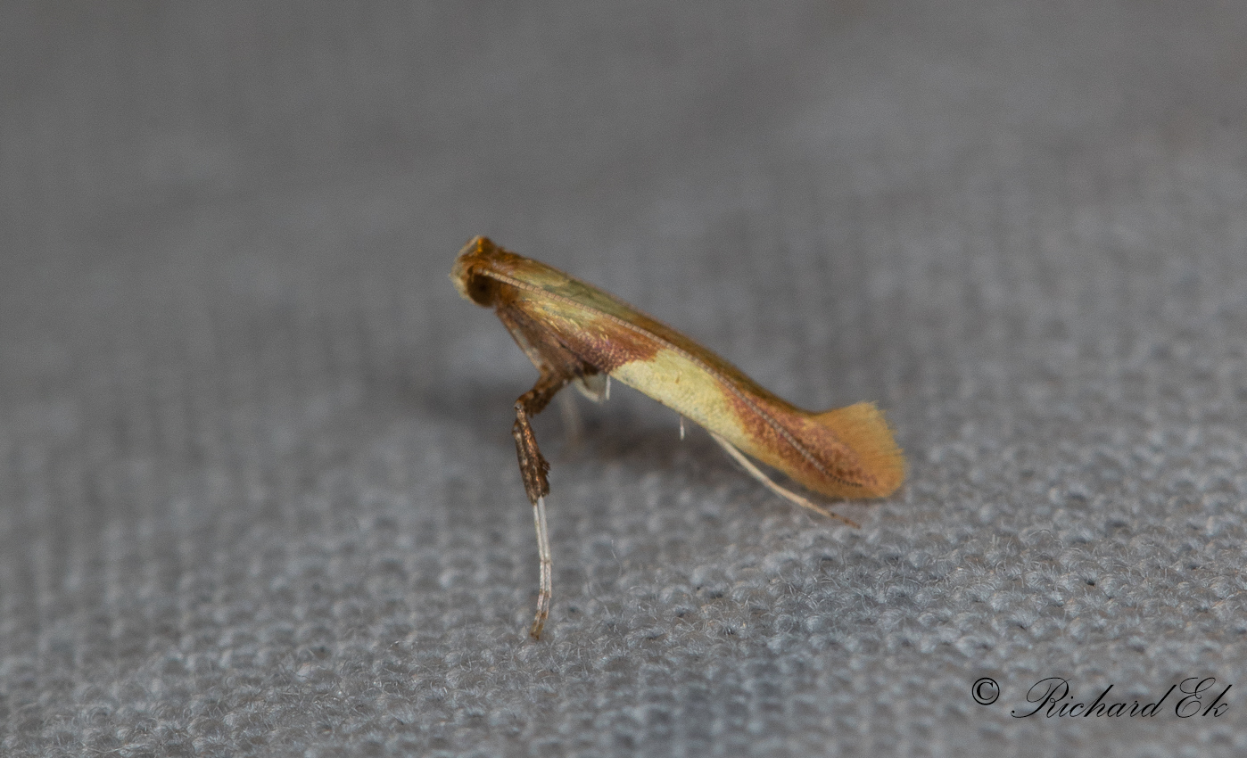 Strre ekstyltmal (Caloptilia alchimiella)