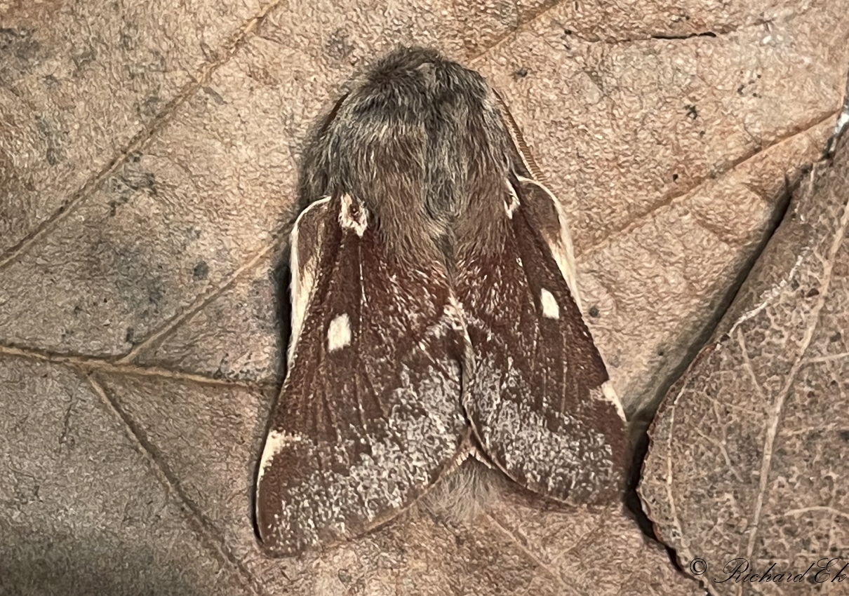 Bjrkspinnare - Small Eggar (Eriogaster lanestris)