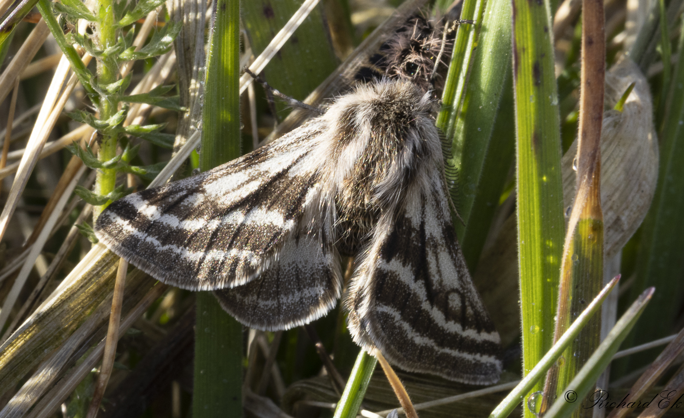 Hedvintermtare - Belted Beauty (Lycia zonaria)