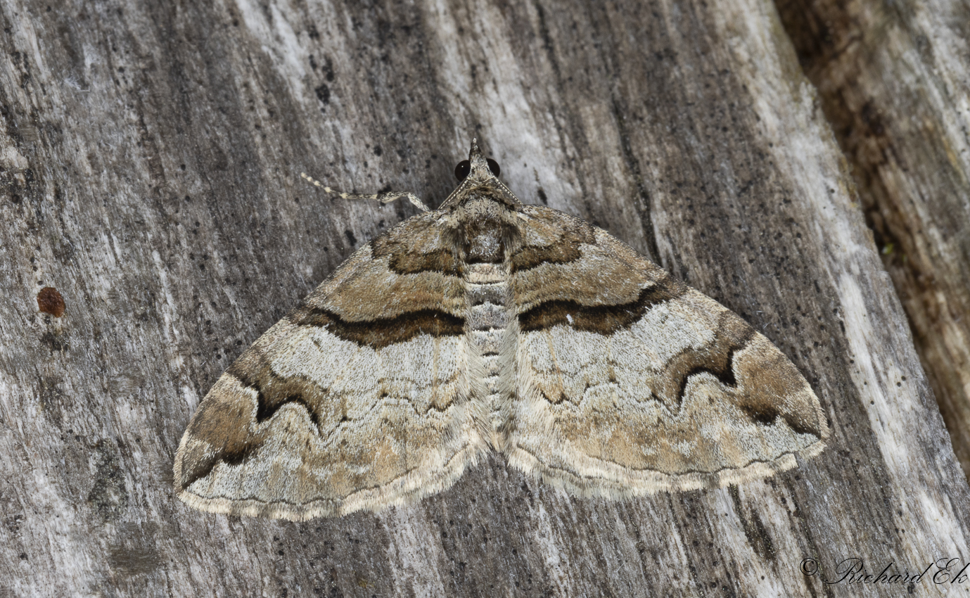 Berberisfltmtare - Barberry Carpet (Pareulype berberata)