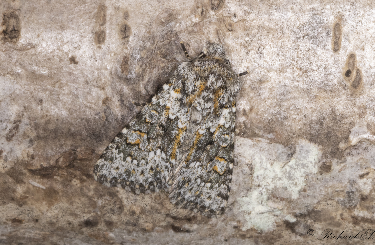 Taggsallatsfly - Small Ranunculus (Hecatera dysodea)