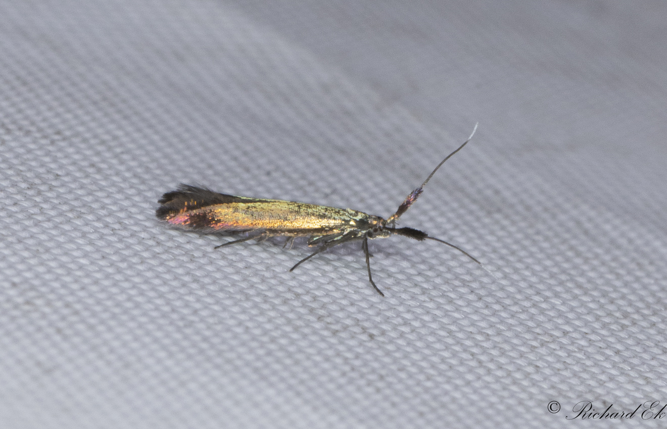 Klvergrnglanssckmal - Meadow Case-bearer (Coleophora mayrella)