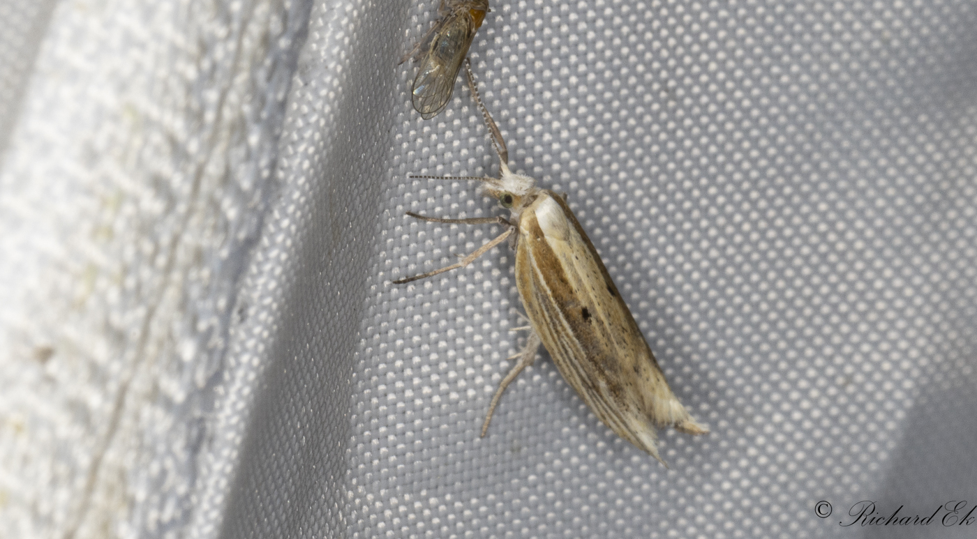 Ljusgul trymal (Ypsolopha nemorella)