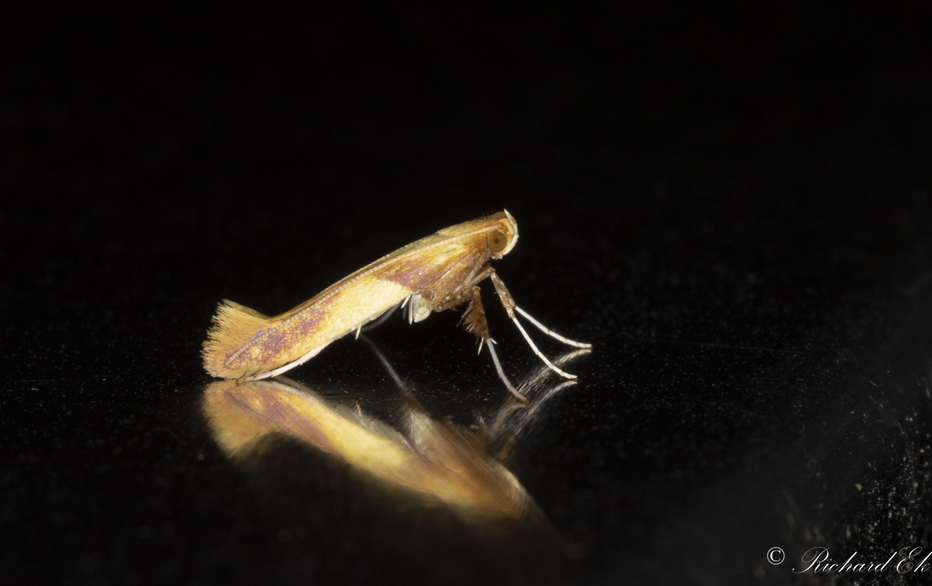 Strre ekstyltmal (Caloptilia alchimiella)