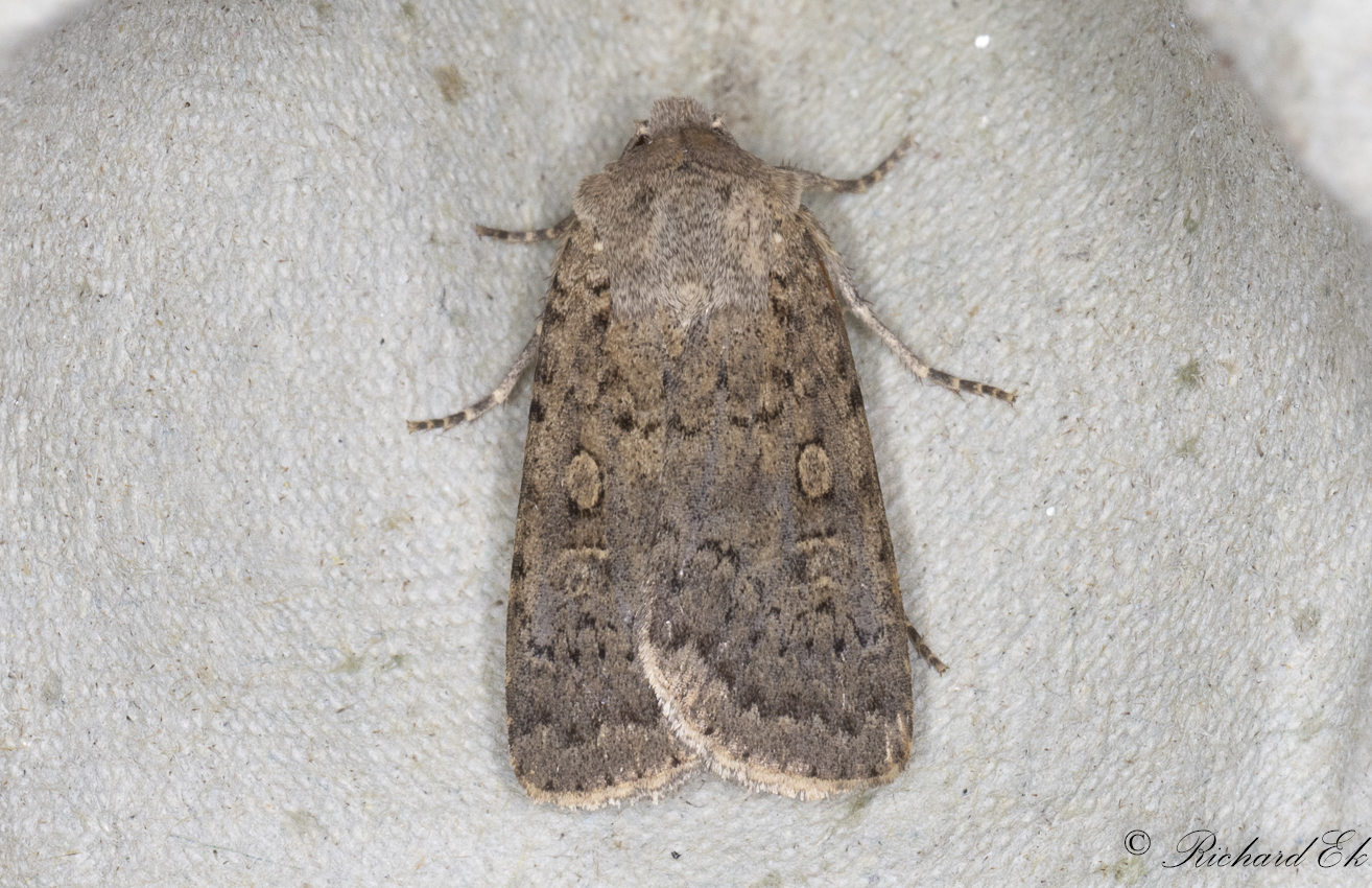 Gulgrtt jordfly - Dotted Rustic (Rhyacia simulans)