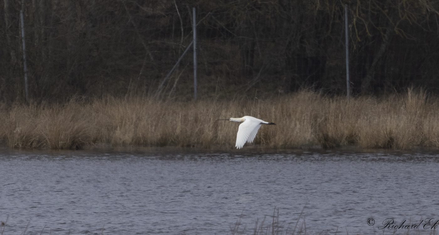 Skedstork - Eurasian Spoonbill (Platalea leucorodia)