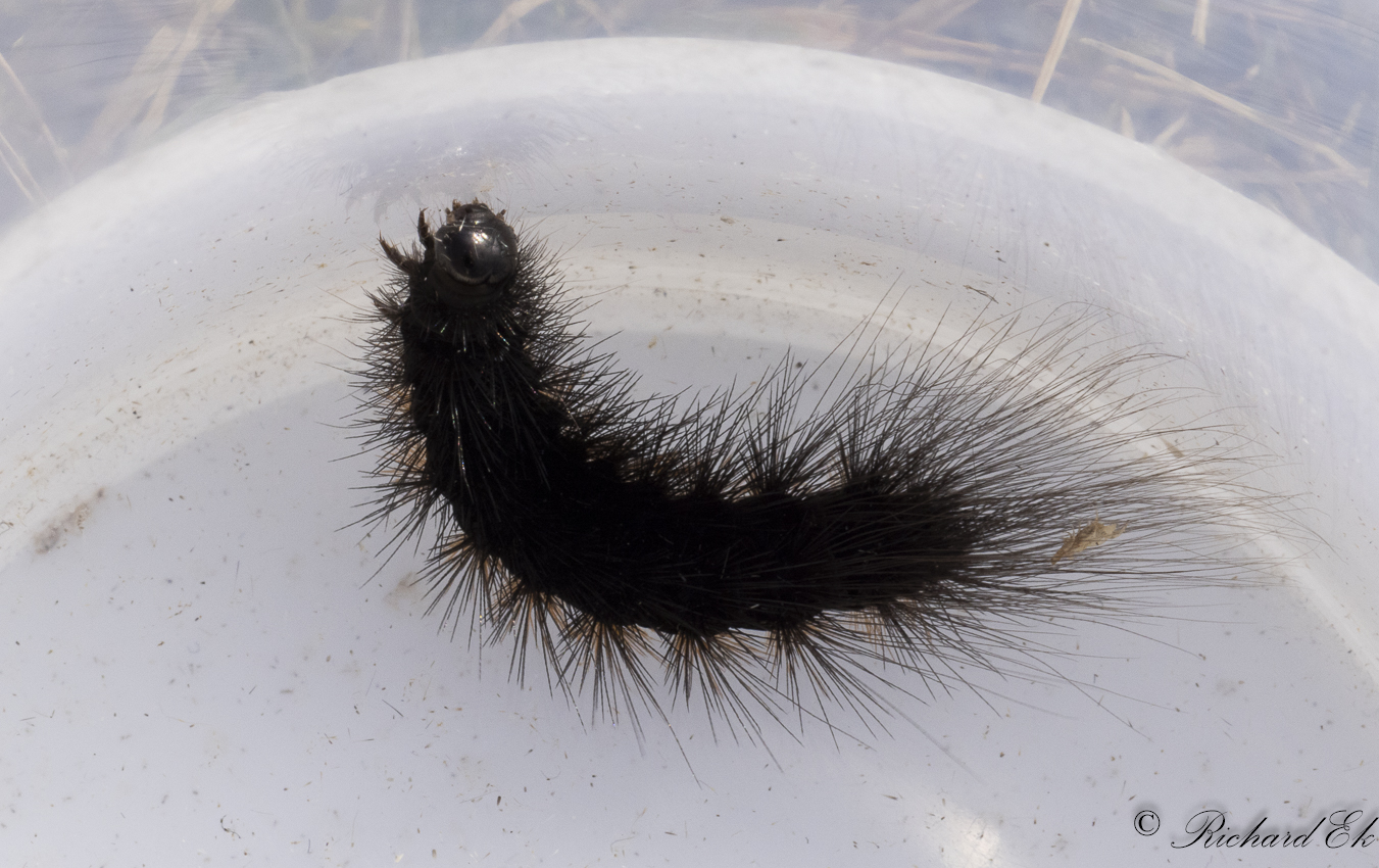 Gulflckig igelkottsspinnare - Brown Tiger Moth (Hyphoraia aulica)