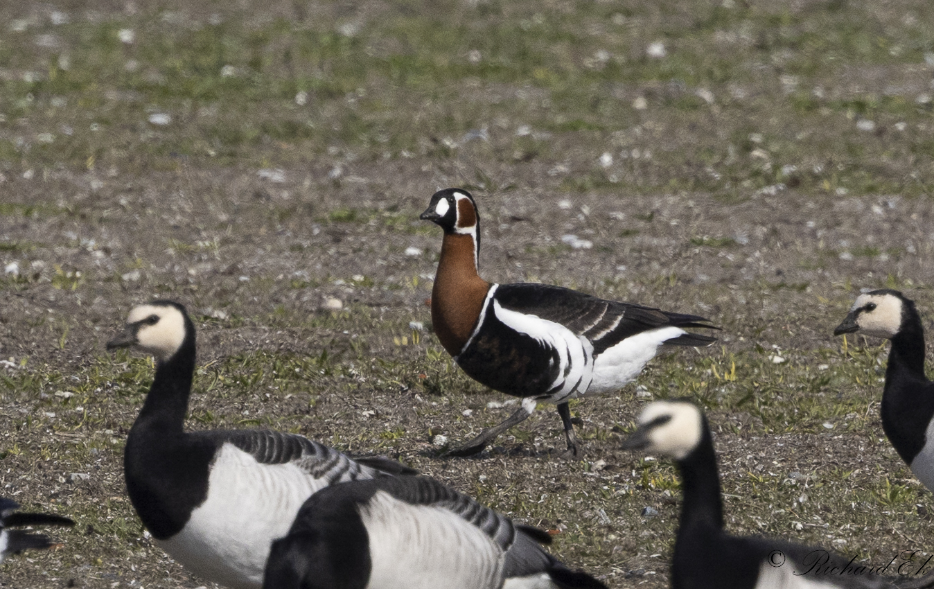 Rdhalsad gs - Red-Breasted Goose (Branta ruficollis)