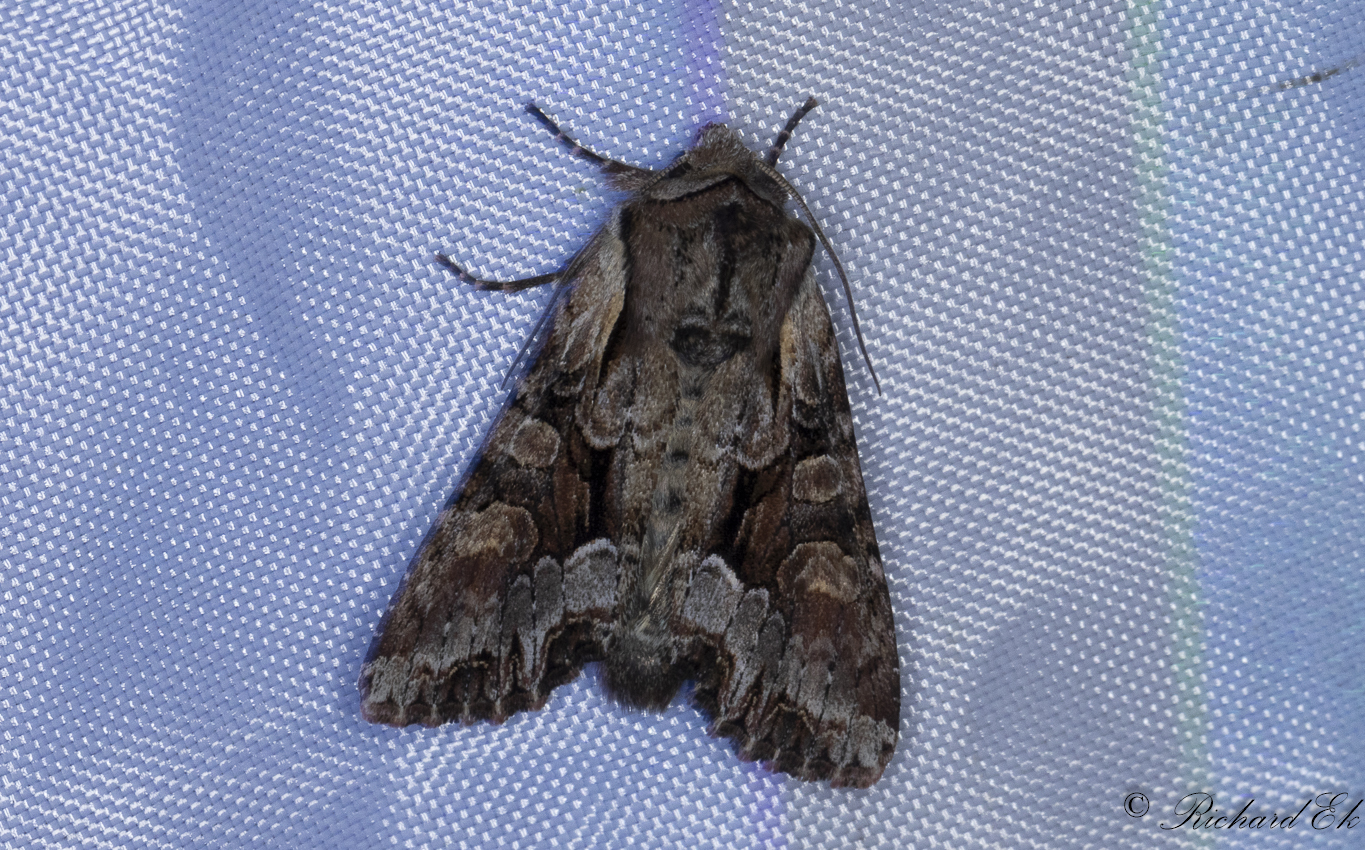 Blbrslundfly - Light Brocade (Lacanobia w-latinum)