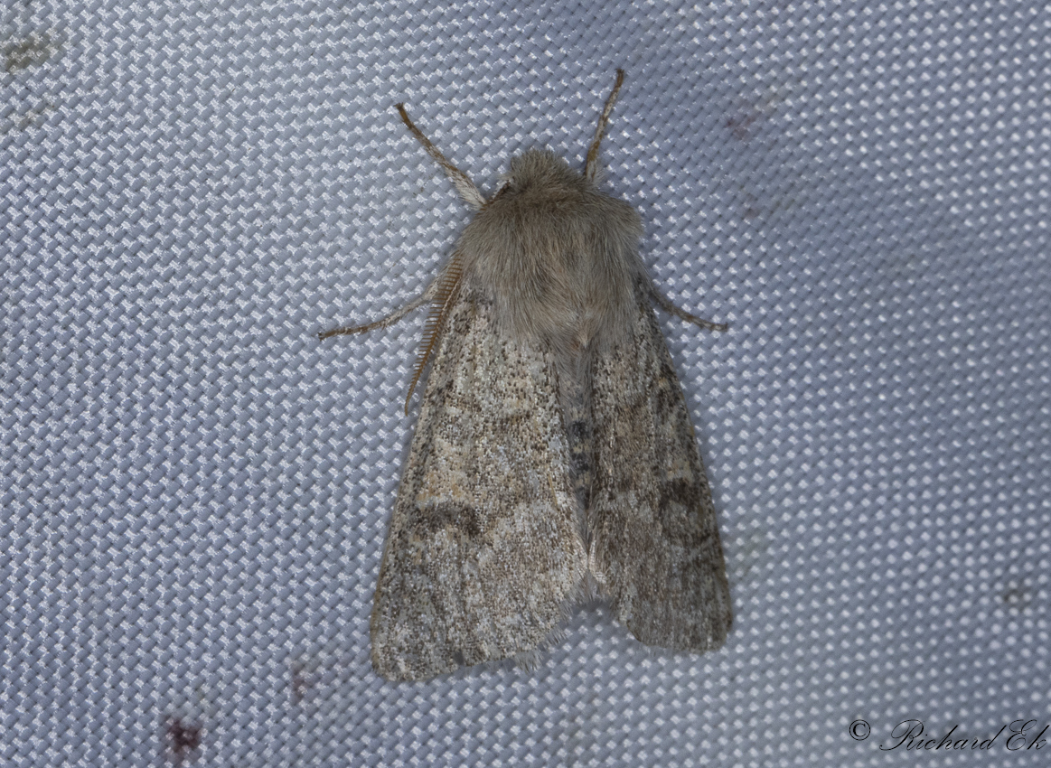 Grtt slgfly - Powdered Quaker (Orthosia gracilis)