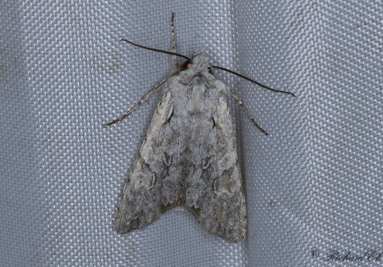 Ljusgrtt trfly - Grey Shoulder-knot (Lithophane ornitopus)