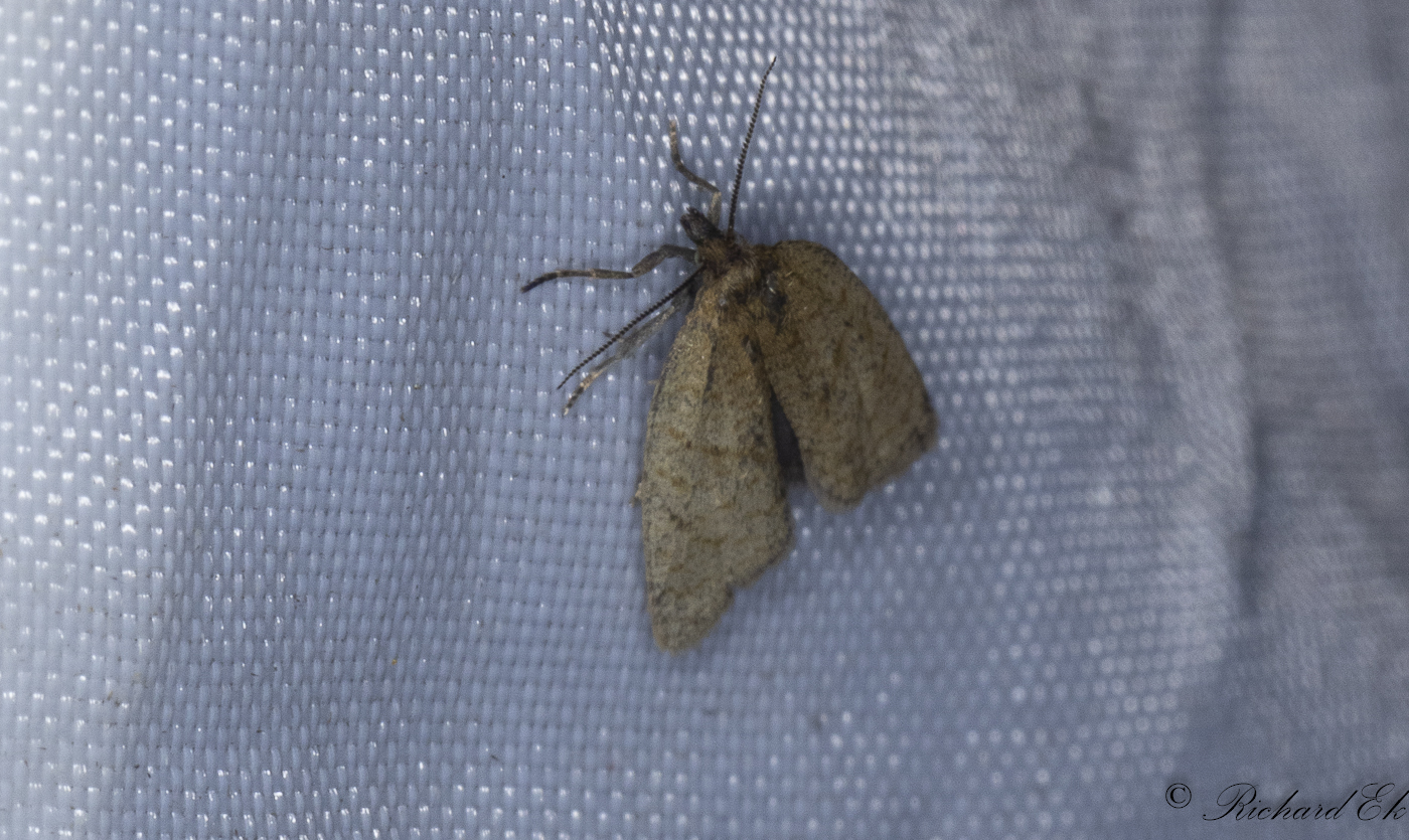 Prickig snedbandsvecklare (Clepsis senecionana)