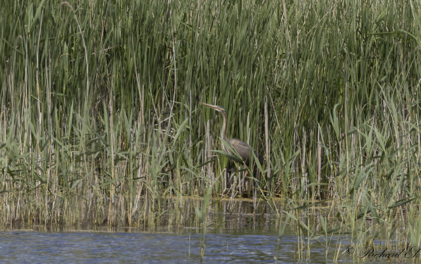 Purpurhger - Purple Heron (Ardea purpurea)