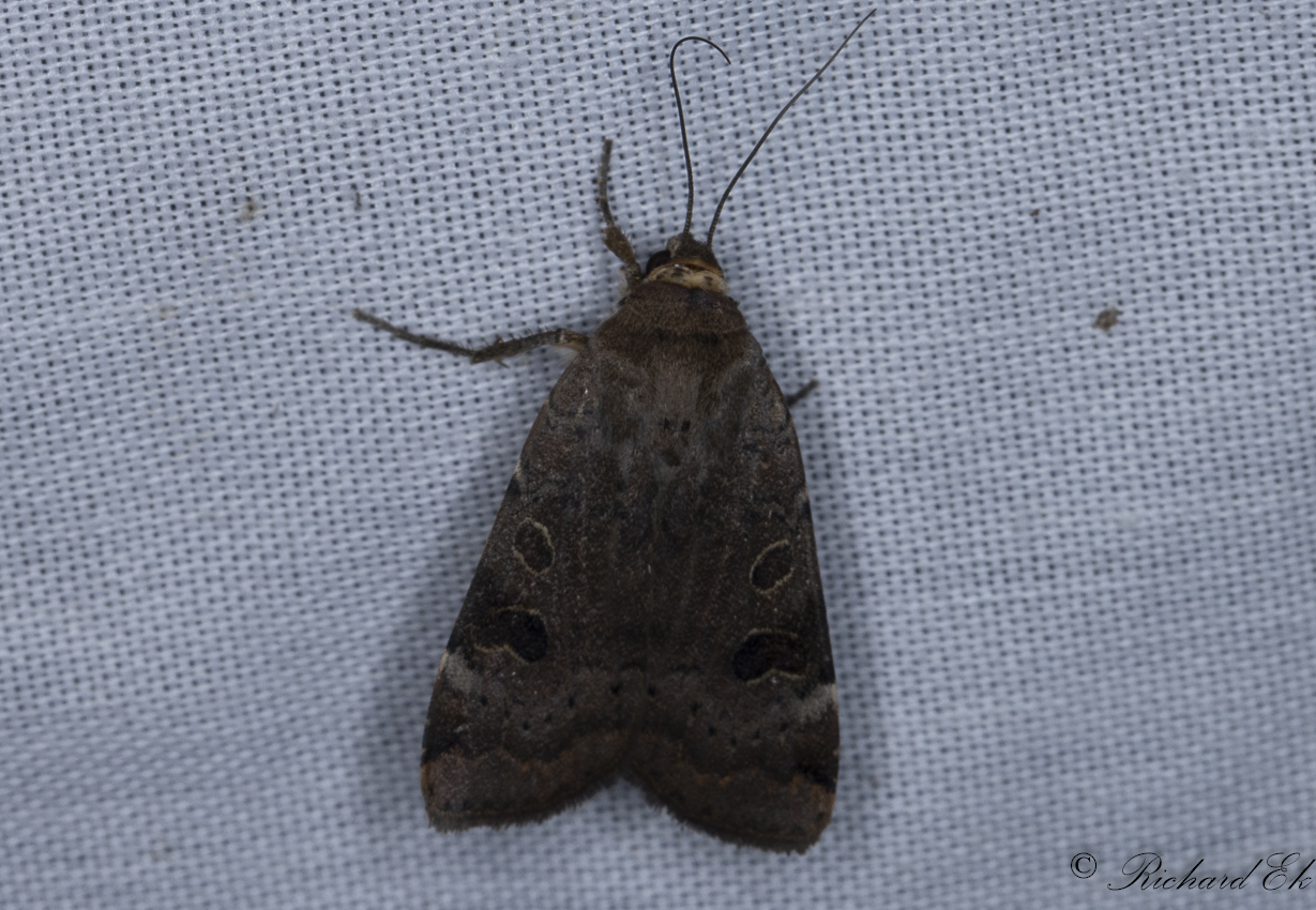 Storflckigt bandfly (Noctua interposita)