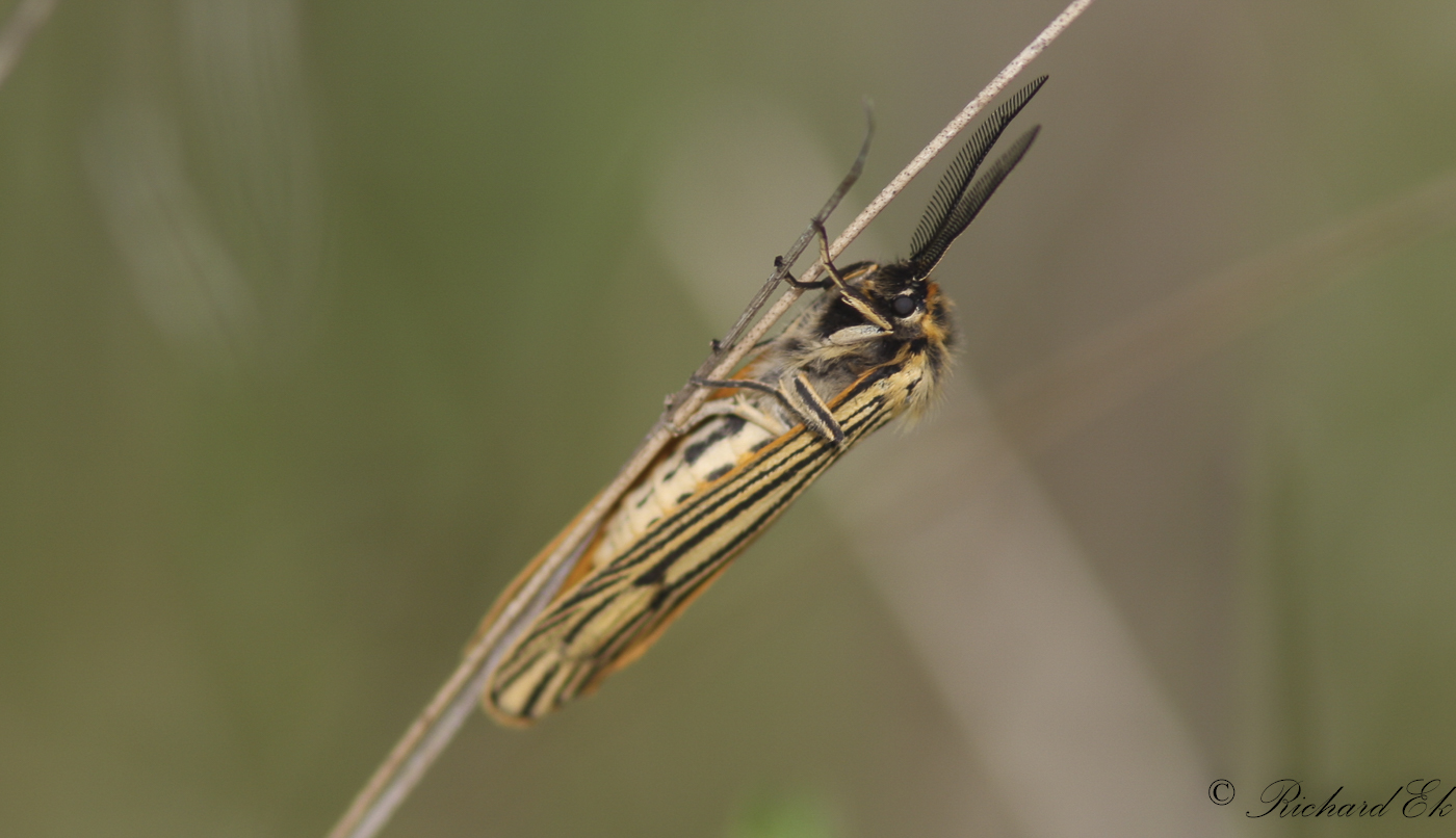 Streckhedspinnare - Feathered Footman (Spiris striata)
