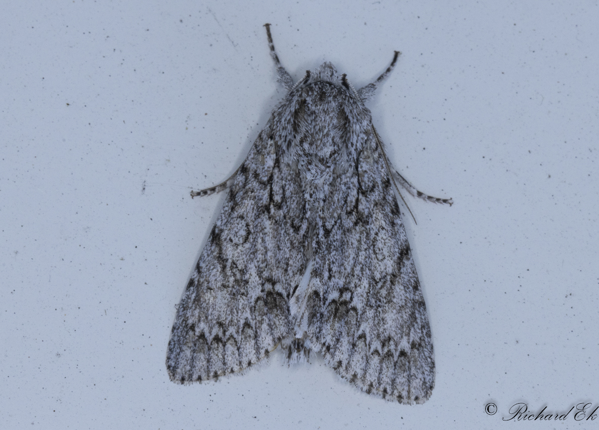 Lnnaftonfly - The Sycamore (Acronicta aceris)