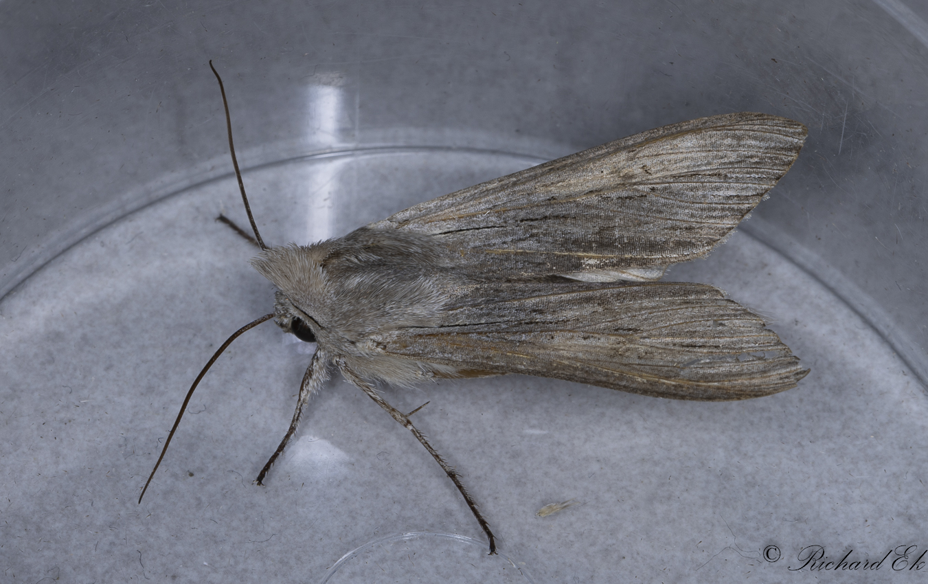 Skuggkapuschongfly - The Shark (Cucullia umbratica)