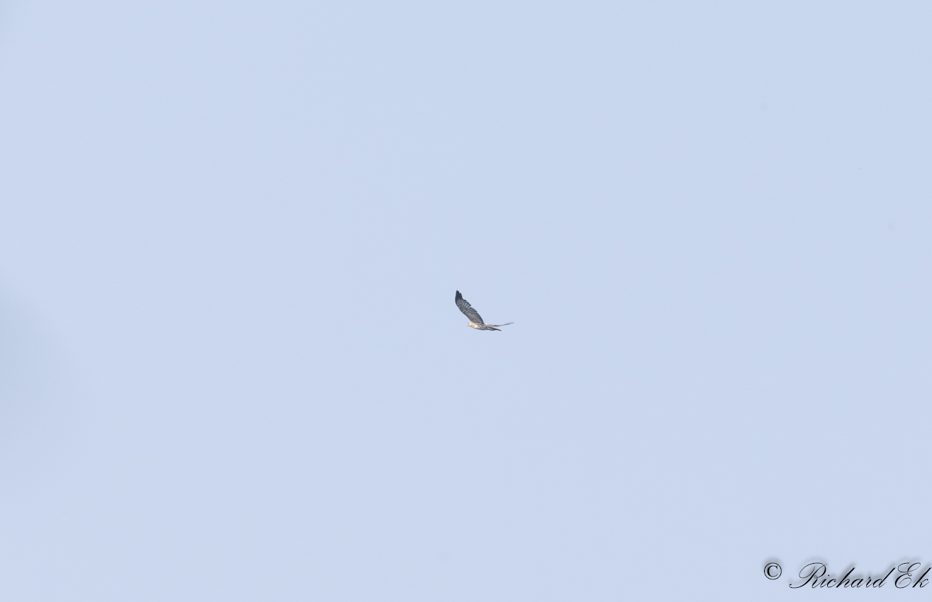 Hkrn - Bonellis Eagle (Hieraaetus fasciatus)