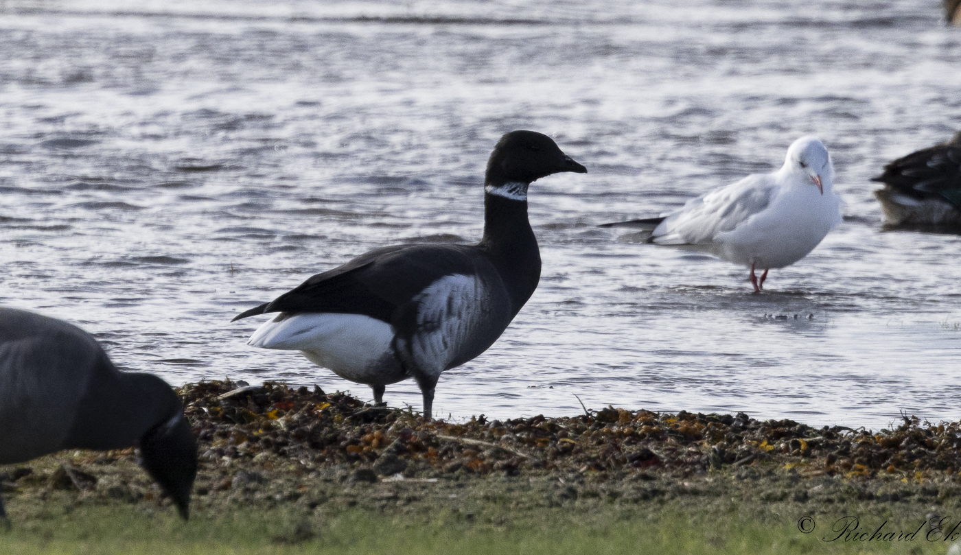 Svartbukig prutgs - Black Brent (Branta bernicla nigricans)