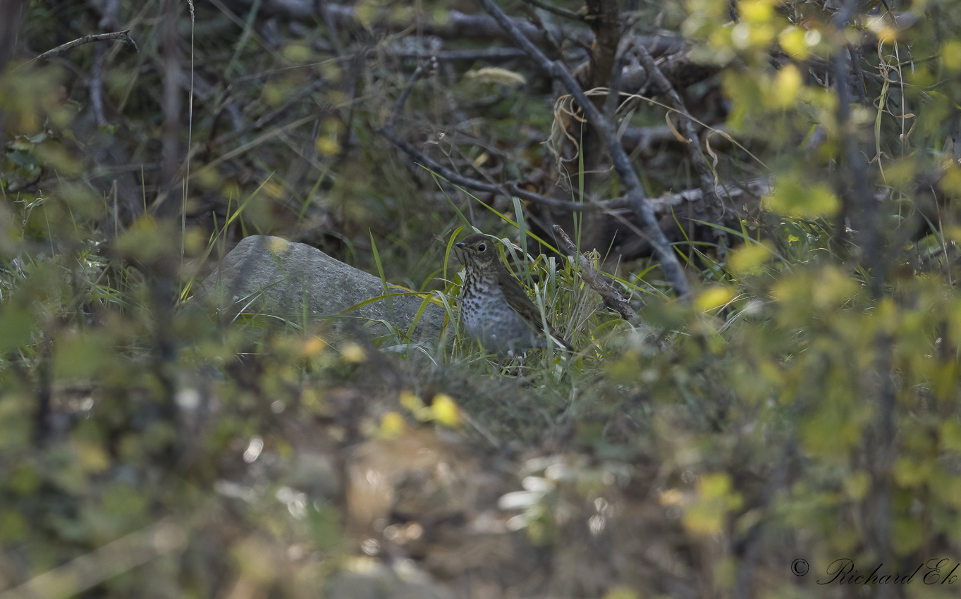 Beigekindad skogstrast - Swainsons thrush (Catharus ustulatus)